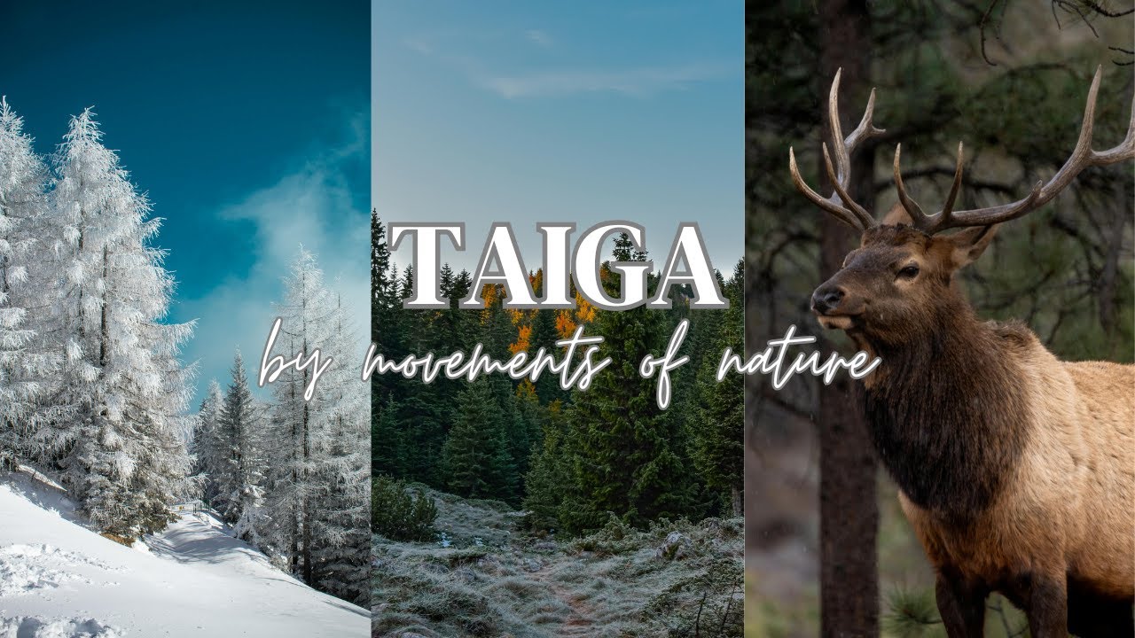 NORTHERN CONIFEROUS FOREST BIOME | TAIGA 🌲🦌