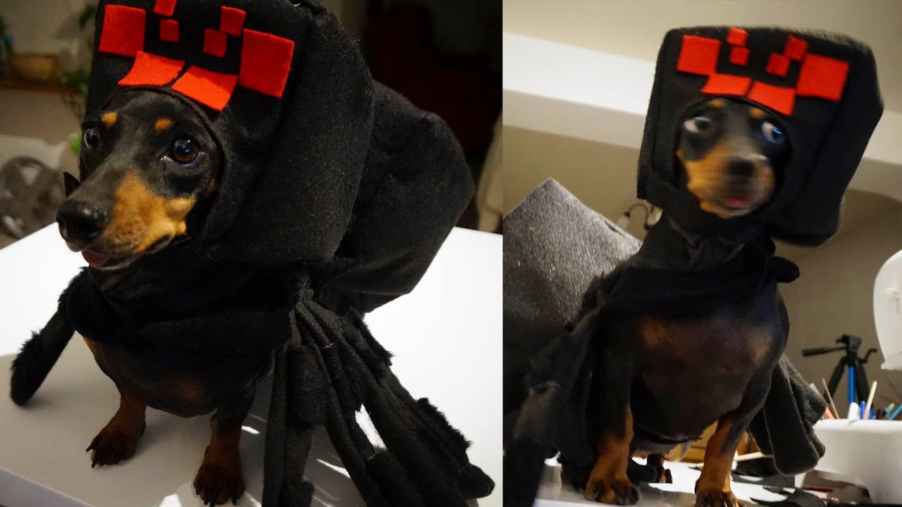 PERRO SALCHICHA CON DISFRAZ MINECRAFT!!