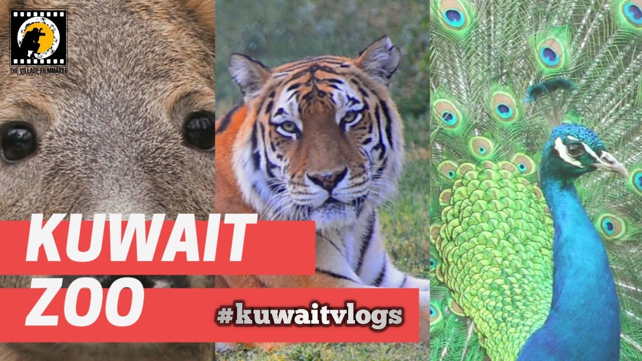 Me at the Kuwait Zoo 
