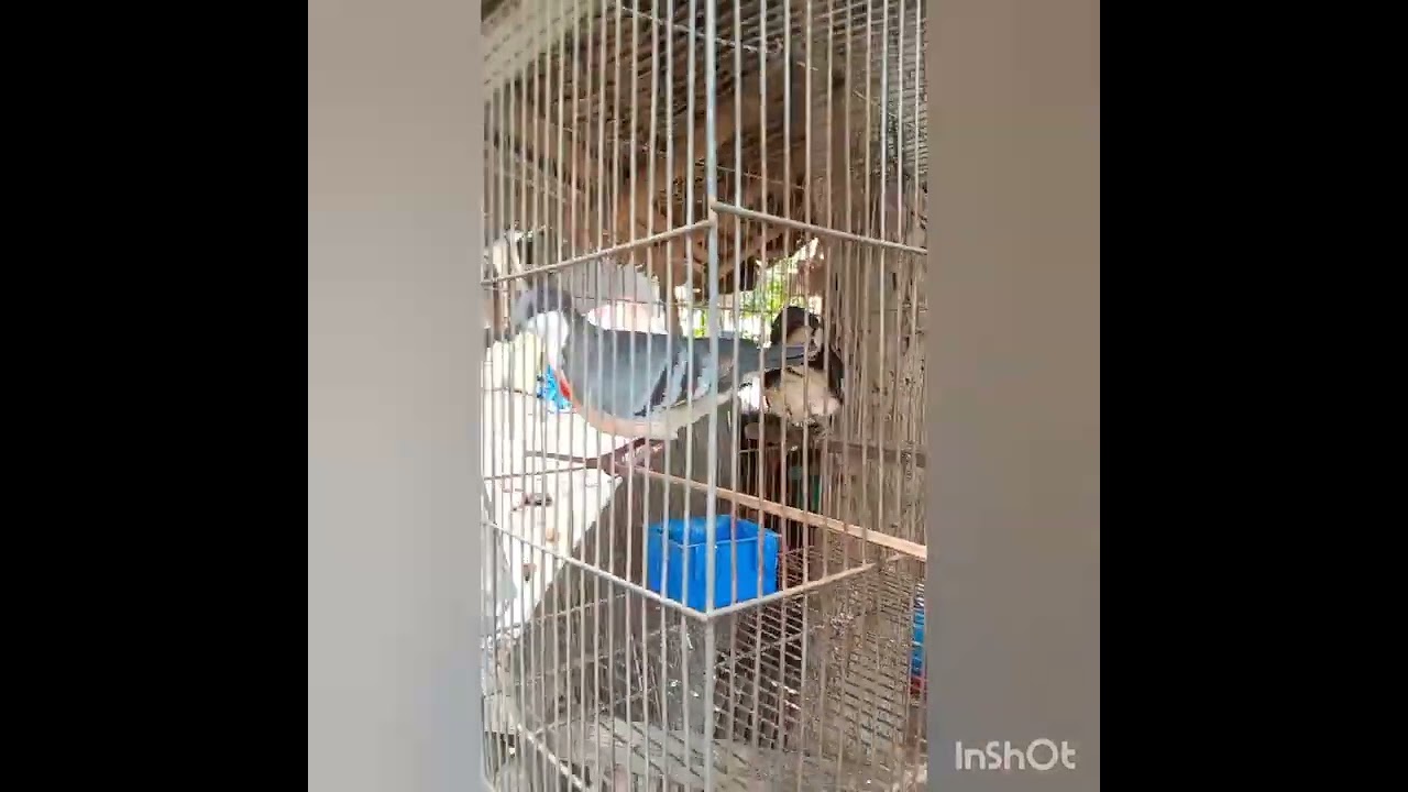 part#1😘 kalapating gubat ngayon lang ako nakakita ng gnyan sa quezon province🧐🧐🧐