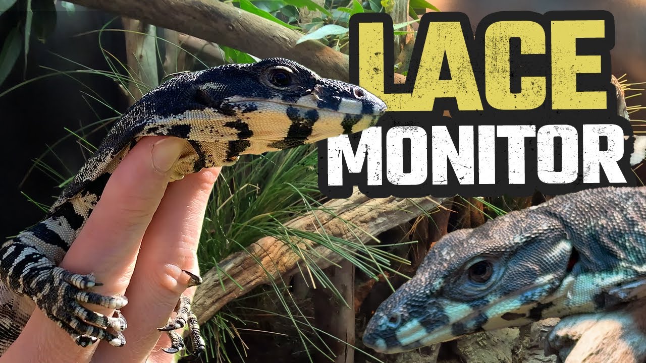 HOW TO CREATE A NATURALISTIC REPTILE ENCLOSURE FOR A LACE MONITOR | LIZARD | GOANNA