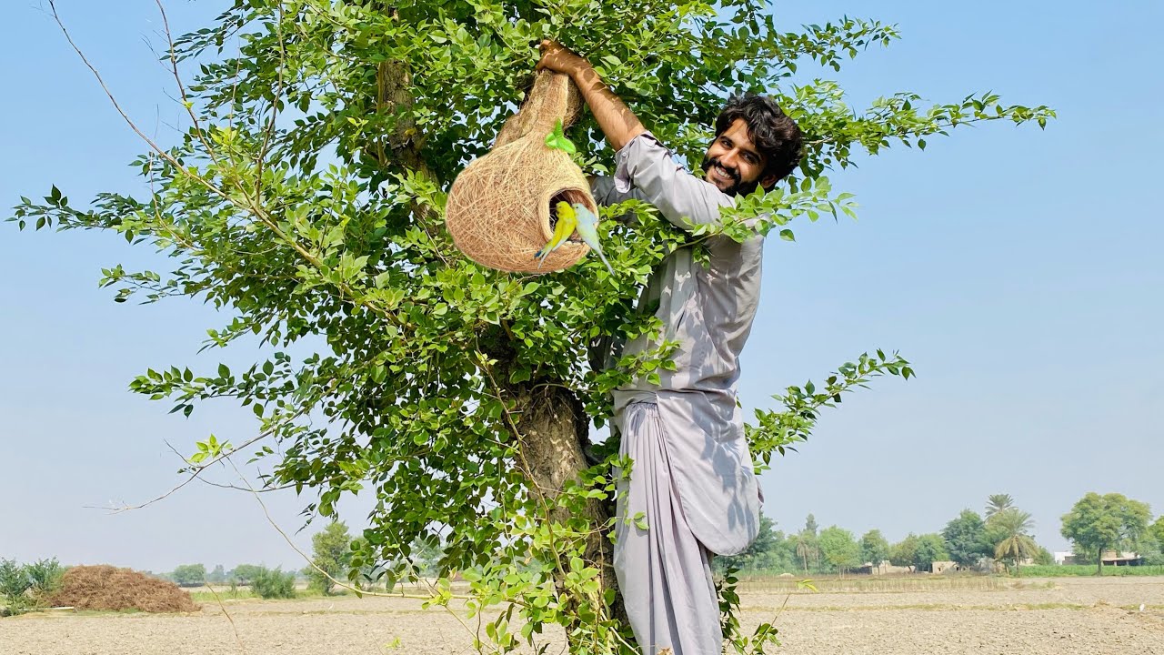 Helicopter Budgies Nest sy pakr liya aj 😱| Apna Dihat