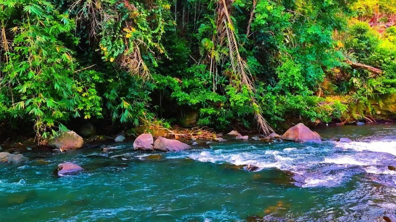 Deep Relaxation River Sounds 🌊 Forest White Noise Ambience