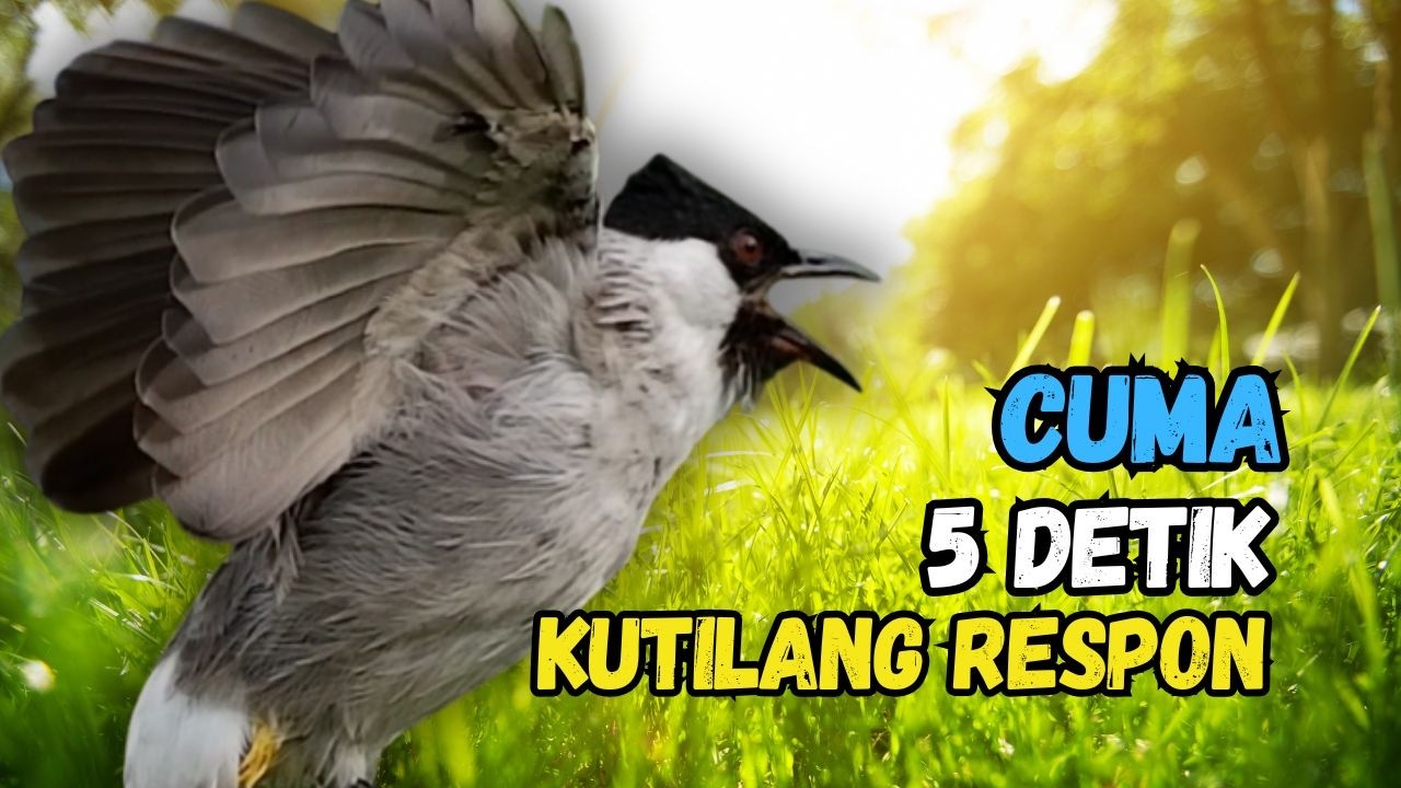 Suara Burung Kutilang Gacor Ribut Ampuh Untuk Pancingan Pikat