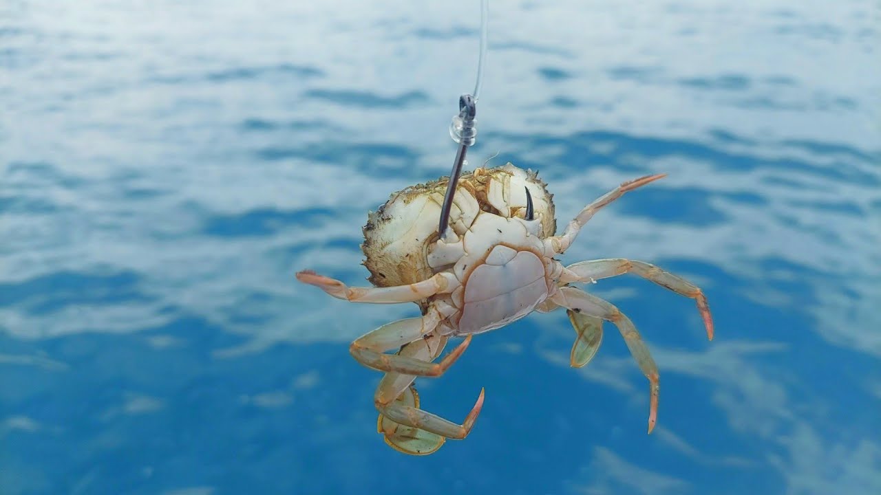 UMPAN KEPITING ???PERTAMA KALI MANCING MENGGUNAKAN UMPAN INI ...GACOR TETNYATA