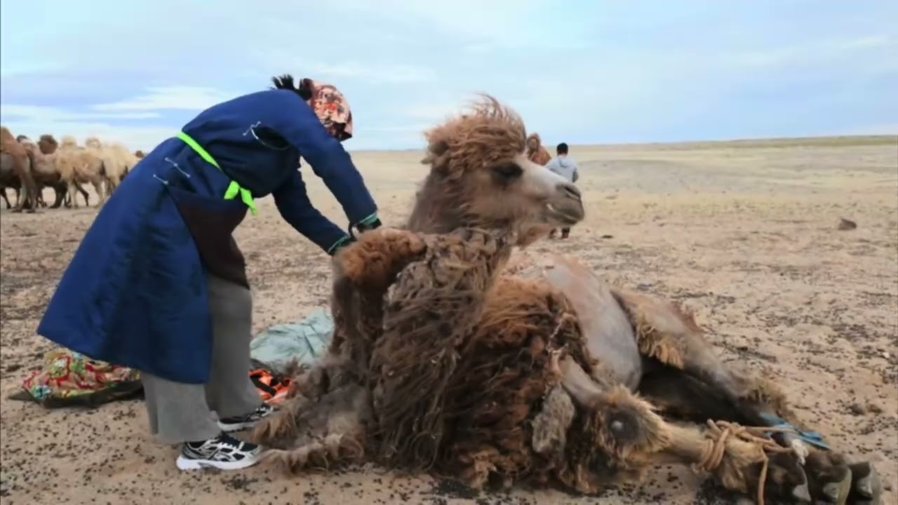 The Woolkeepers - A Student-Made Documentary |