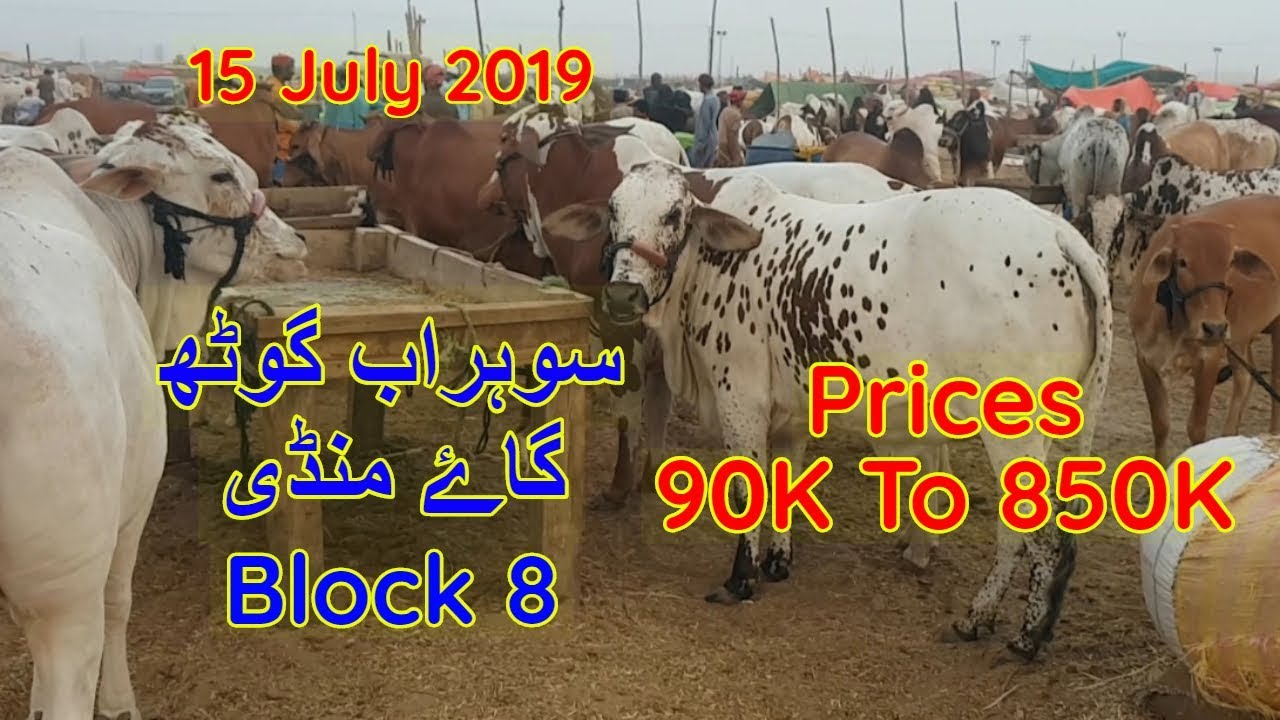 Karachi Sohrab Goth Cow Mandi Block 8 Prices Update 15 July 2019