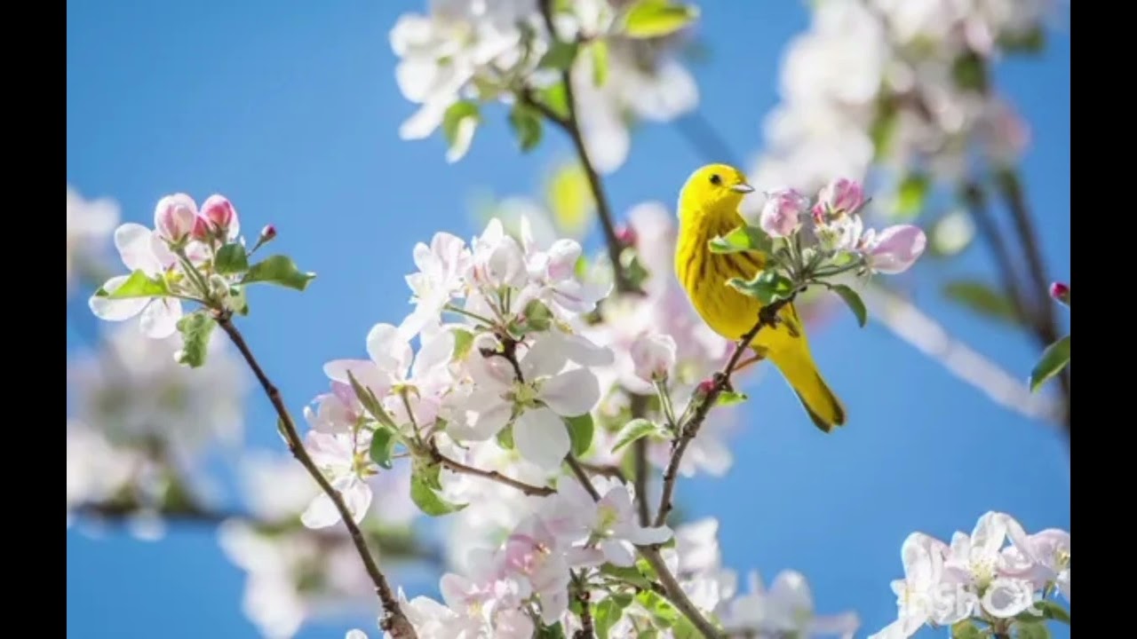 Singing Yellow Warbler the best bird song #shorts #birds | #yellowwarbler | #birdssinging