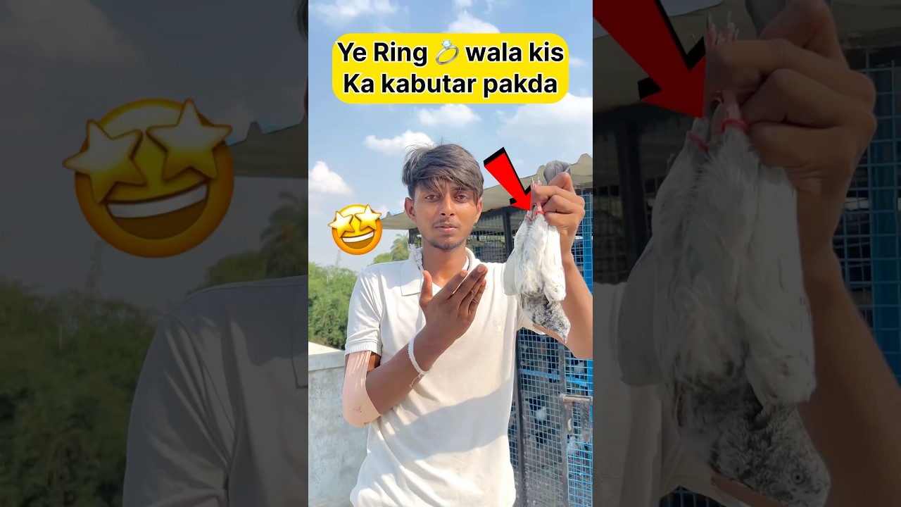 Aaj Ring wala kabutar pakad liya 🥰 #shorts #viral #trending #vlog