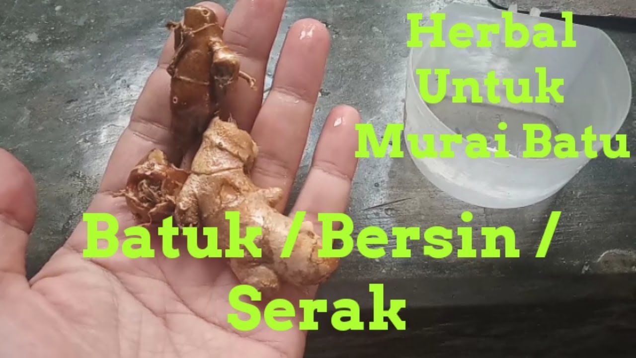 Herbal Untuk Murai Batu Batuk / Bersin / Serak