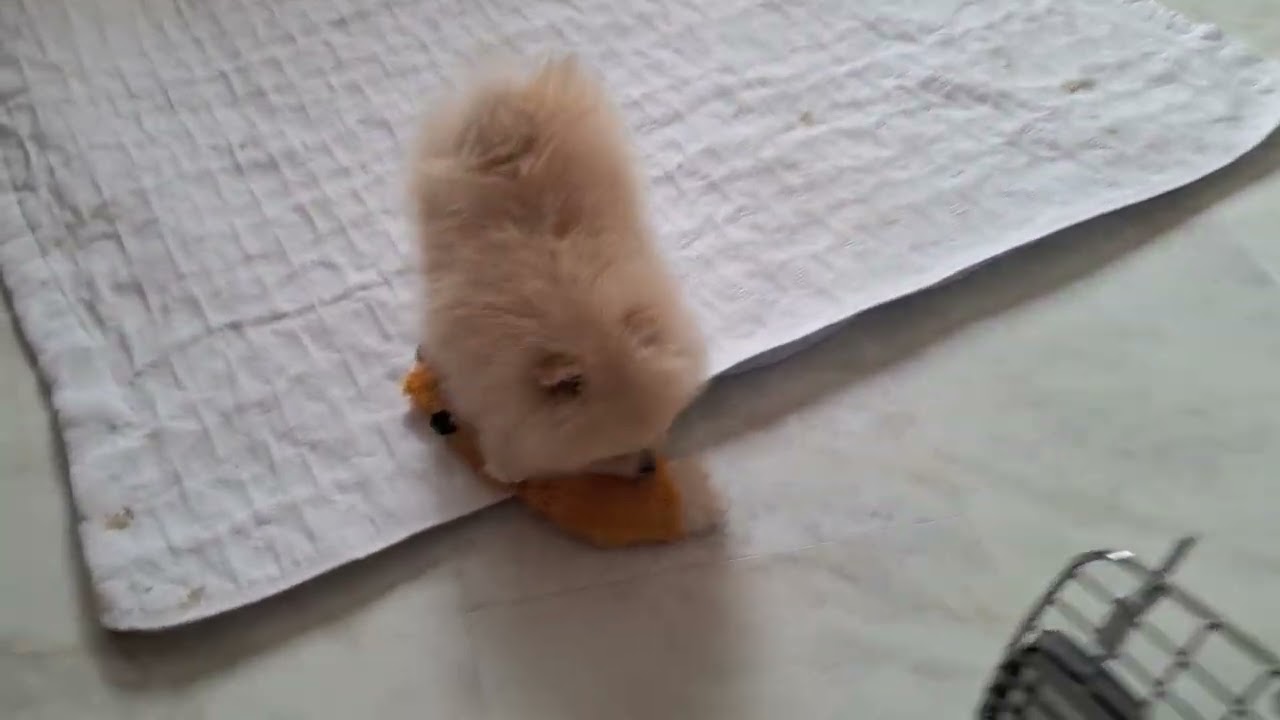 Obi at 9 weeks