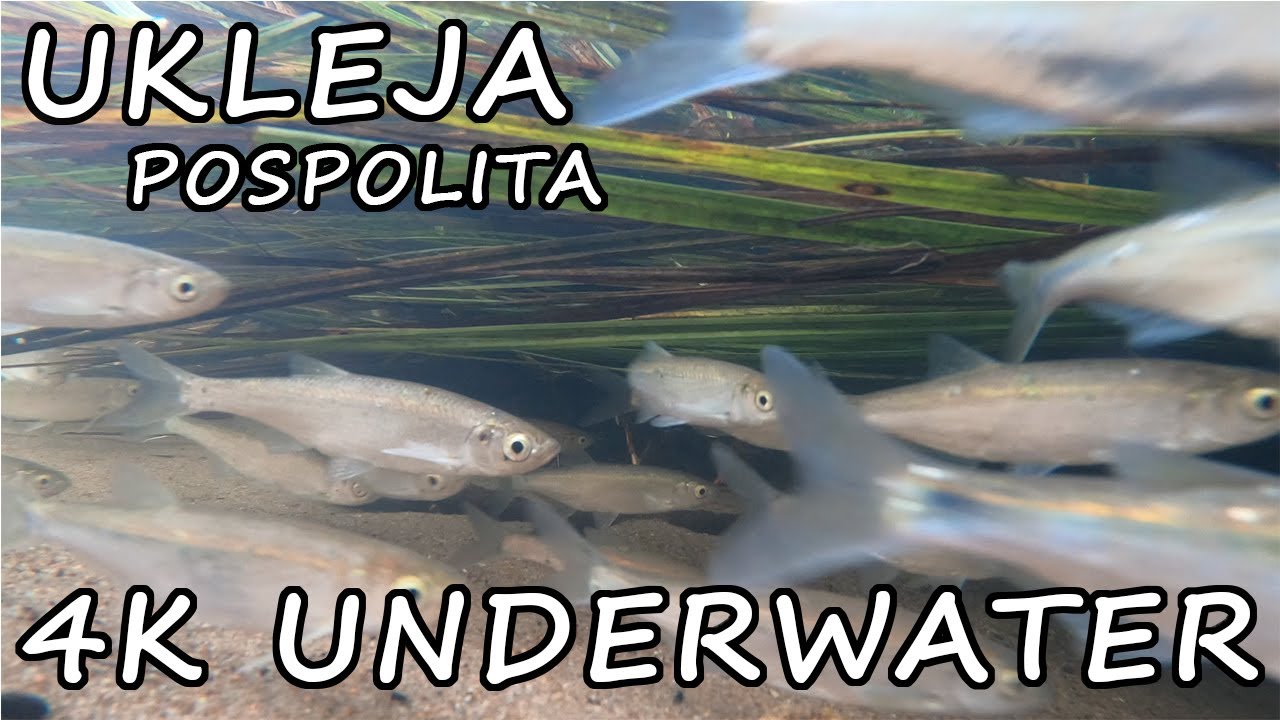 Jak porusza i żeruje UKLEJA pod wodą. 4K Bleak UNDERWATER