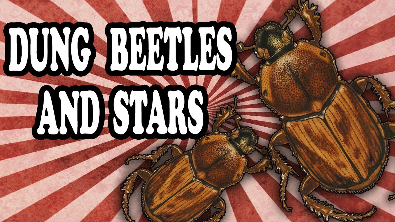 How the Dung Beetle Uses the Stars to Navigate