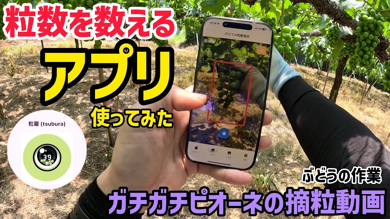 「ぶどうの作業」ピオーネの摘粒と粒数測定アプリ使ってみました！