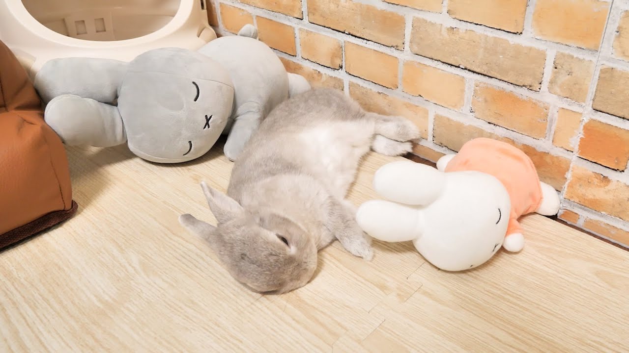 ぬいぐるみを並べて置いておくと列に並んでいっしょにお昼寝しだすうさぎさんの習性がかわいすぎる