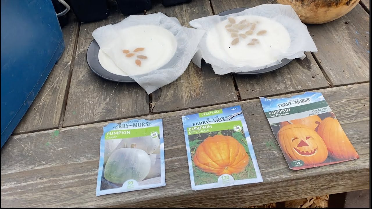 Germinado mis Semillas de Calabaza para Halloween! 🎃🌿🙌🧡// Nuestro Jardin
