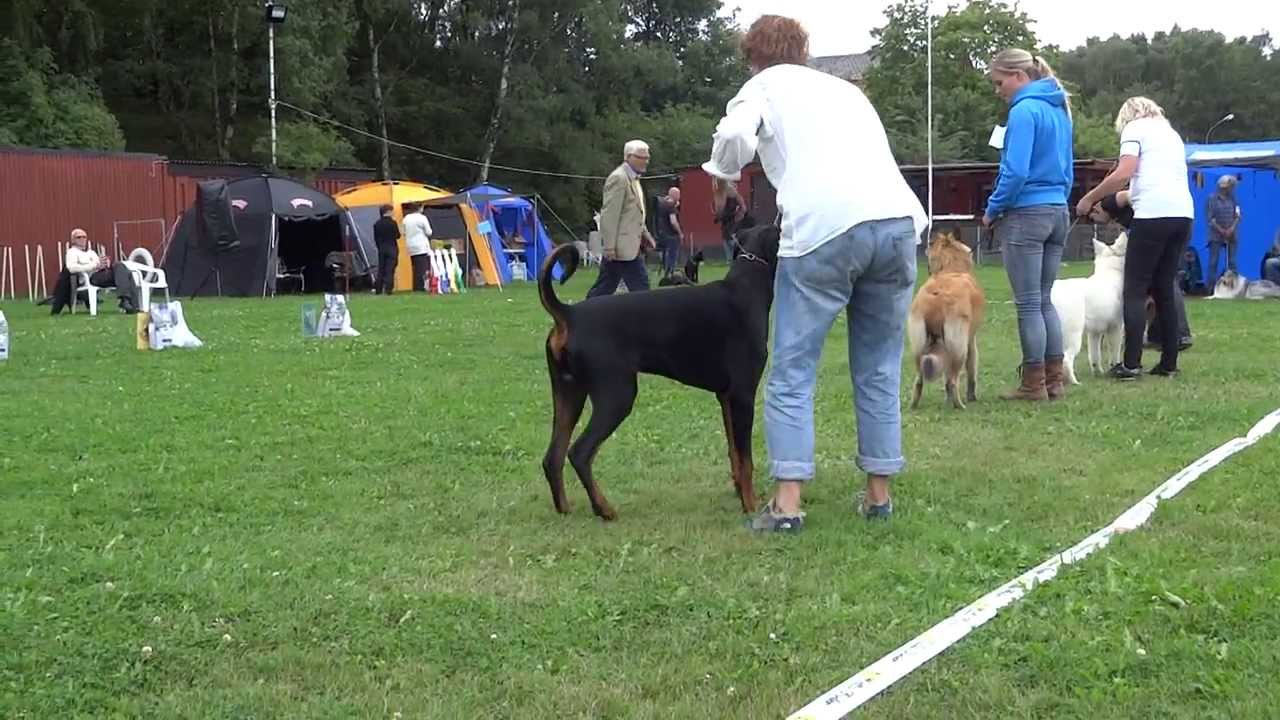 Bjuv Hundutställning BIS-valp!
