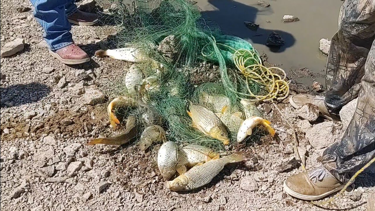 tarrayasos de 20 carpas en Jalisco tarrayasos llenos chulada de pesca de carpas Israel