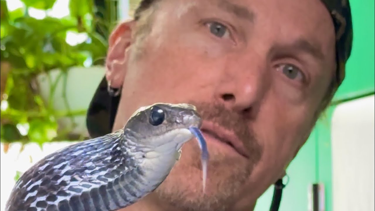 Time to Show Crazy Snakes - Ptyas, Mad Hog, King Rat & Falsies.
