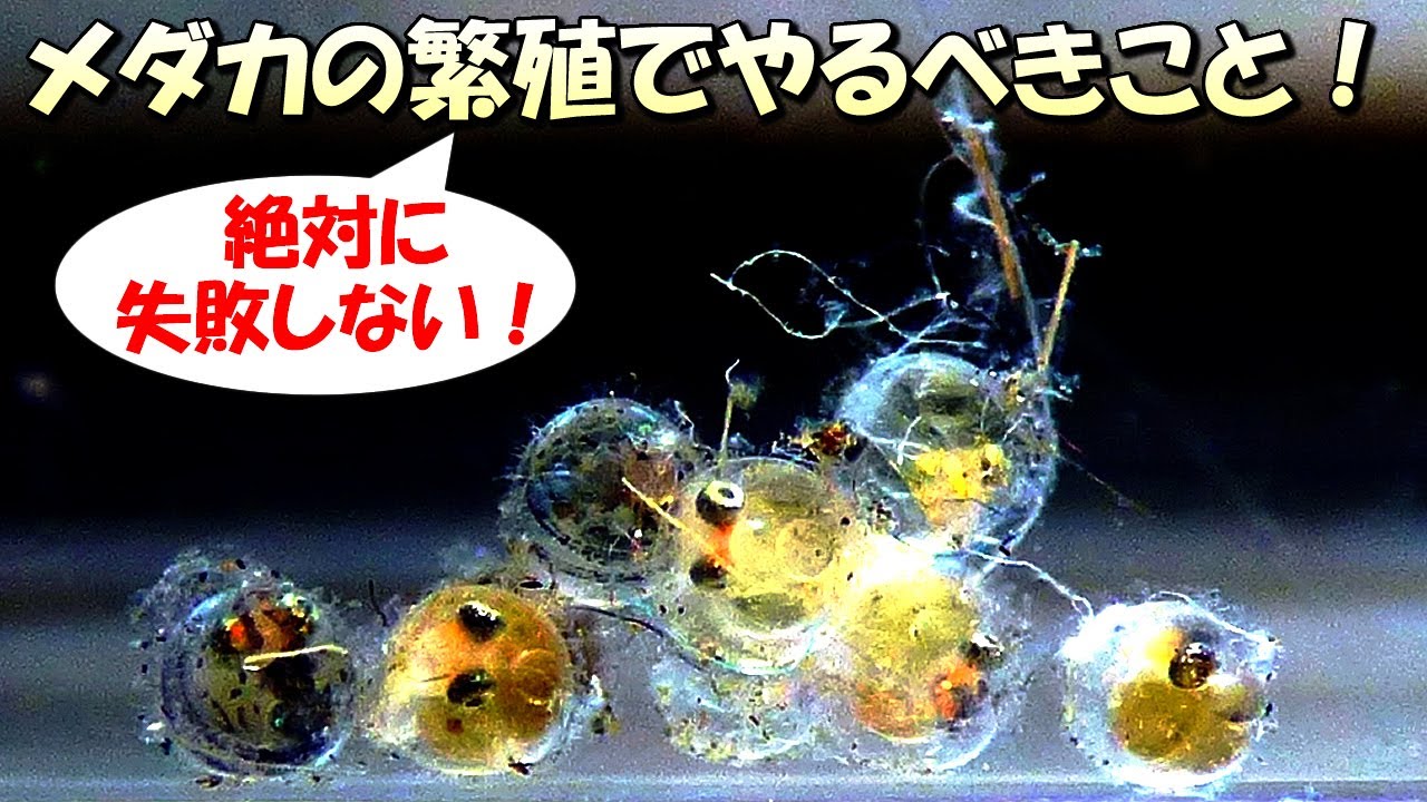 初心者でも失敗しない！メダカの繁殖（産卵～孵化）で絶対にやるべきこと3選