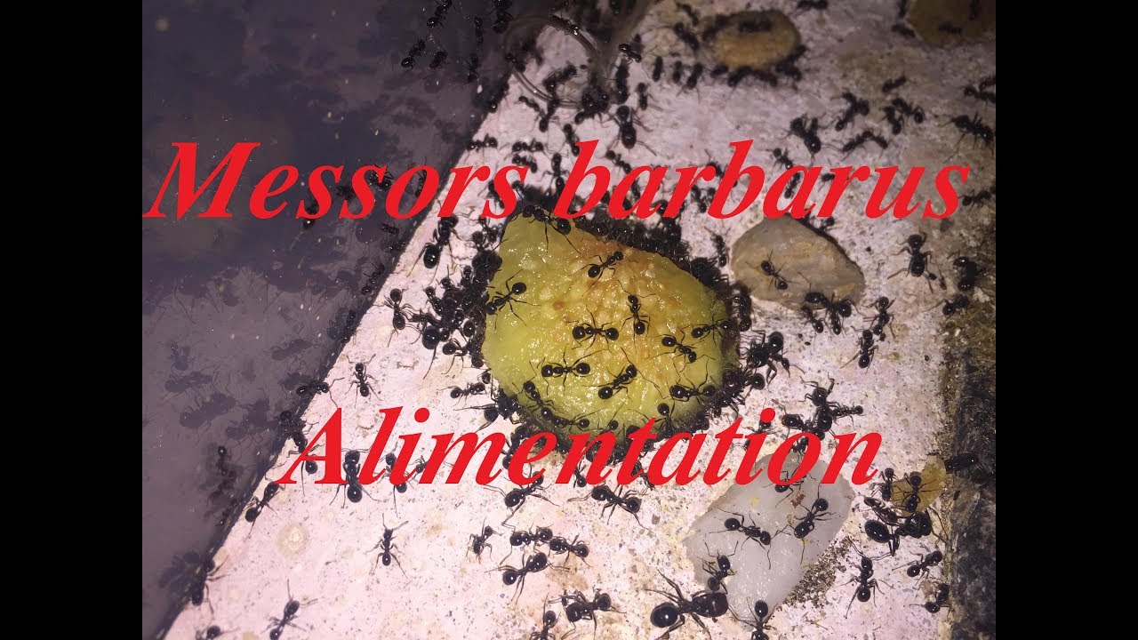Messor barbarus #4 -  Une alimentation variée - (Food for Messor HD)