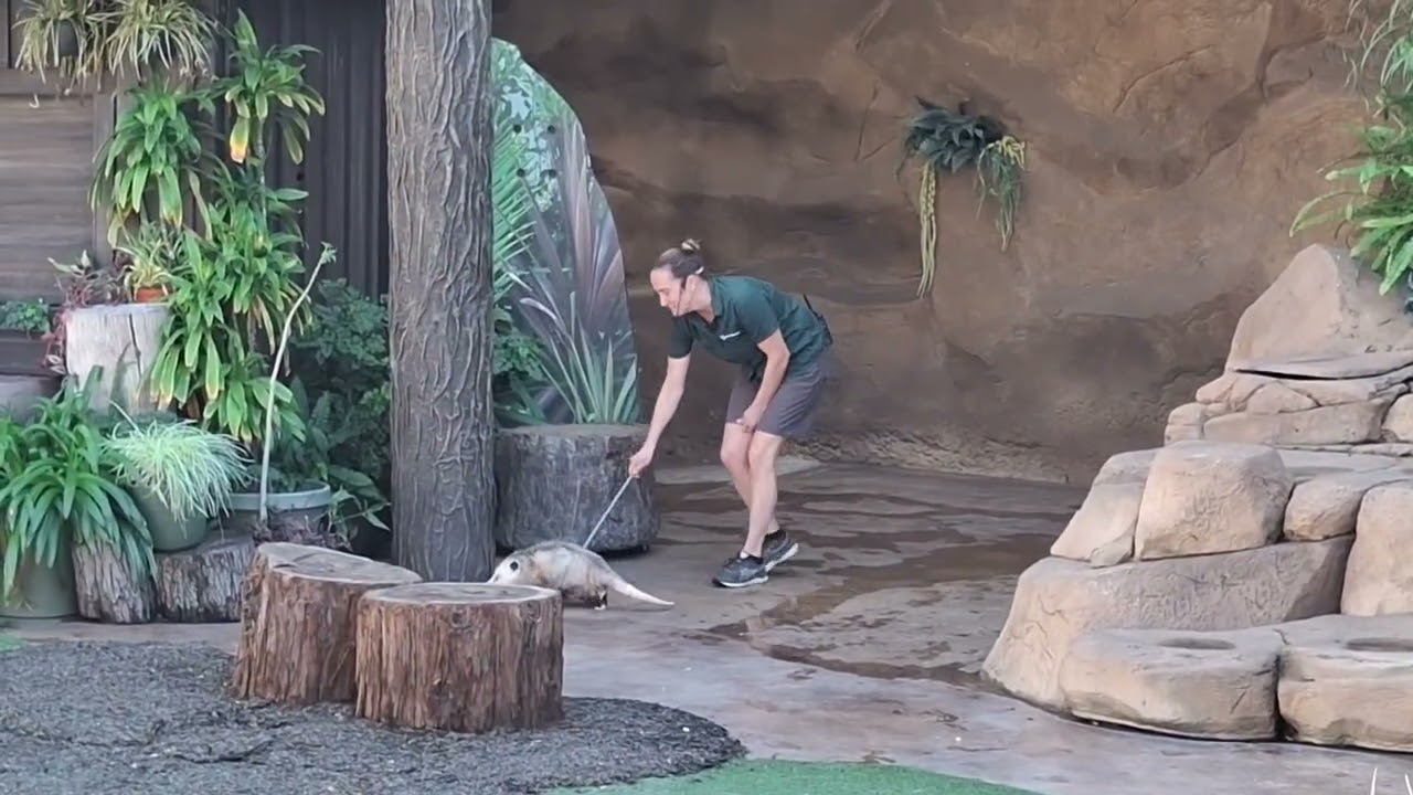 Macaws, Penelope an Opossum, Einstein an Owl,  Paloma a CA Condor! 1/19/26