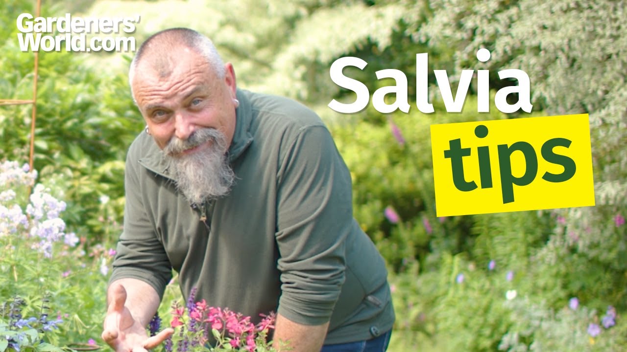 Super SALVIAS | Ultimate guide for growing salvia plants