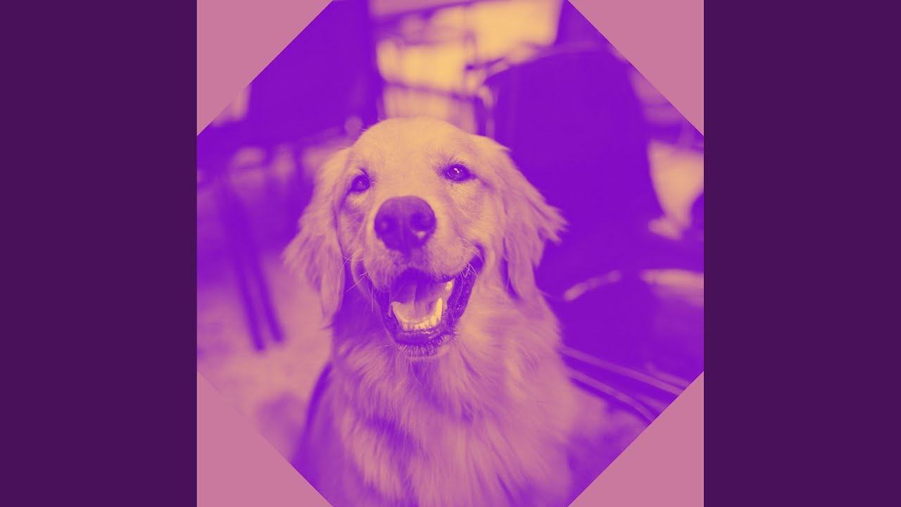 Simplistic Relaxed Pooch