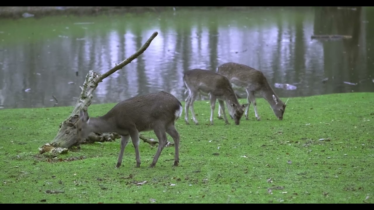 DeerPark