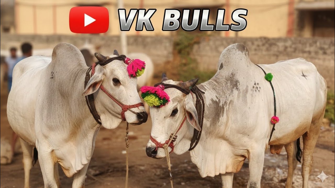  💥Raichur bulls market 💥Ongole 12//01/2026 సేద్యపు గిత్తల రేట్ల వివరాలు రాయచూర్ మార్కెట్ కర్ణాటక 