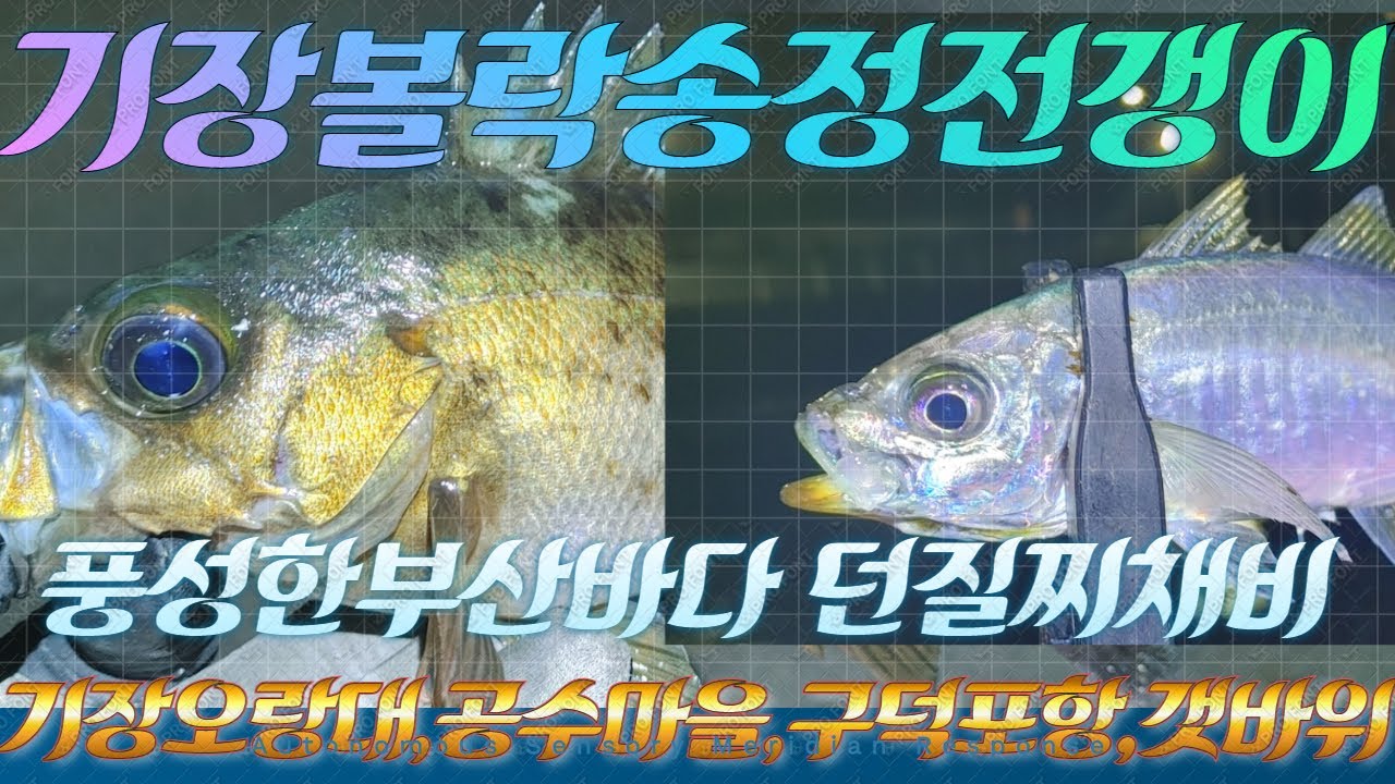 부산 낚시 포인트 기장 오랑대, 공수마을, 구덕포 볼락과 전갱이 만나기