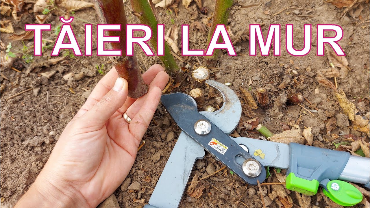 Tăieri la MUR THORNFREE toamna 2021