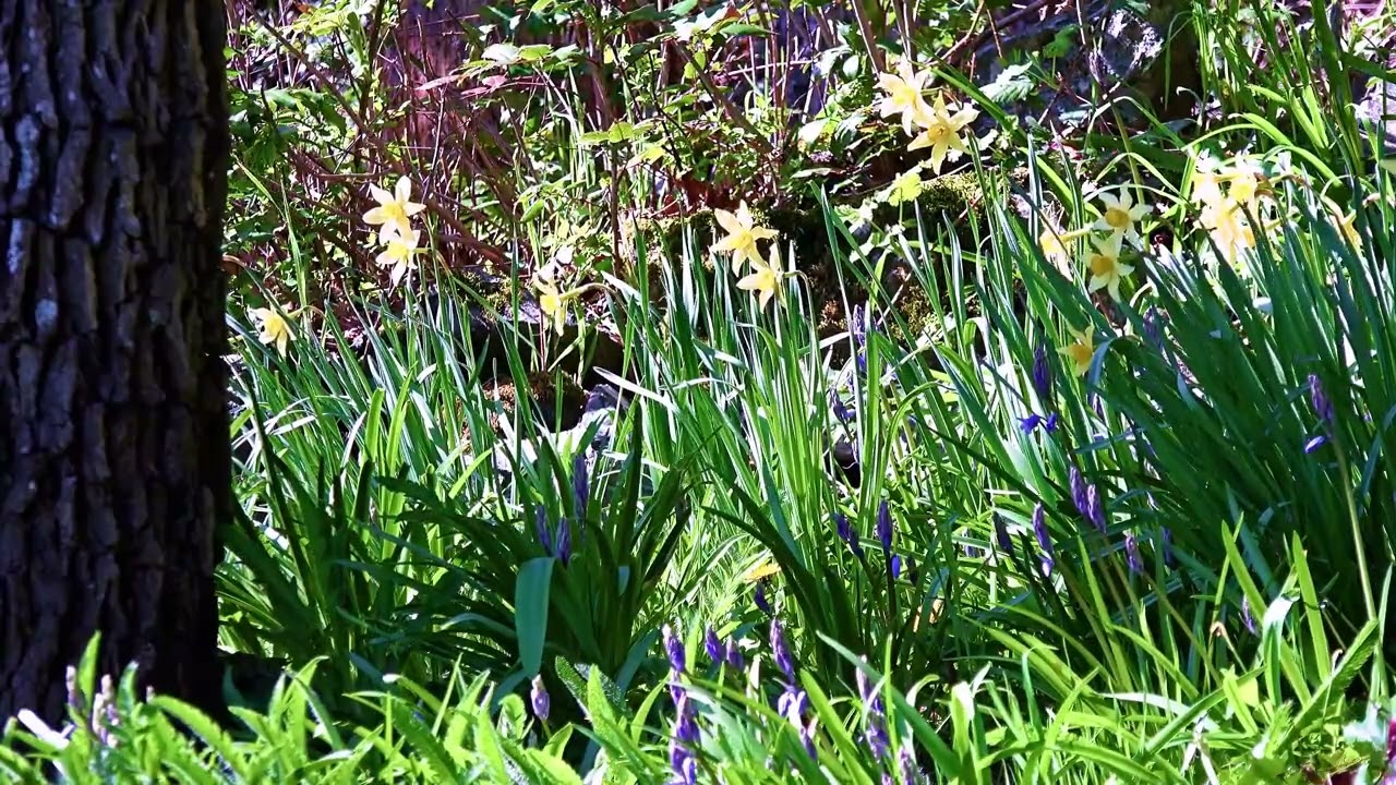 Randy Stagg Video Production, Tranquil Moments, Daffodils & Blue Flowers Of Spring