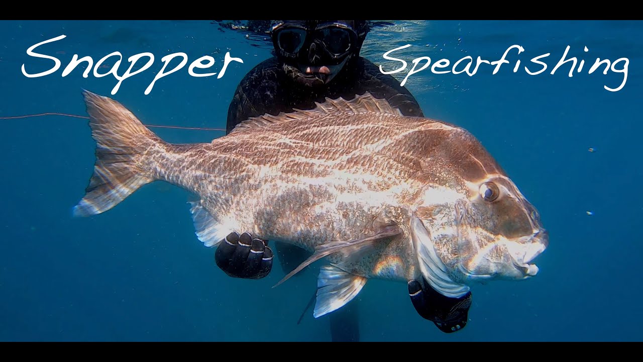 AWESOME Winter Spearfishing In New Zealand || Great Barrier/Northland