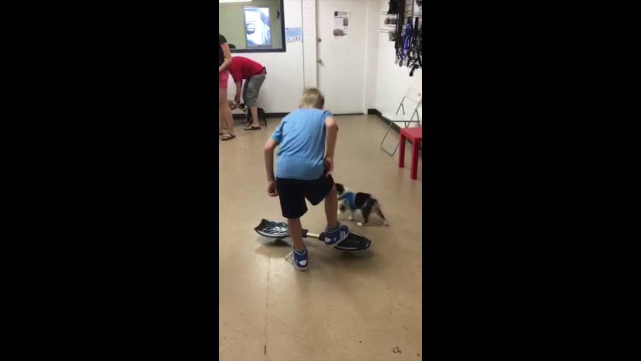 Puppy Socialization Class