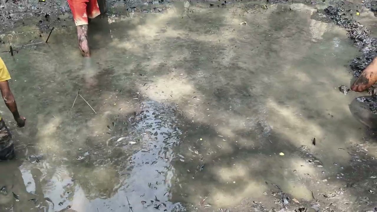 দেখেন গাইস কত মাস 