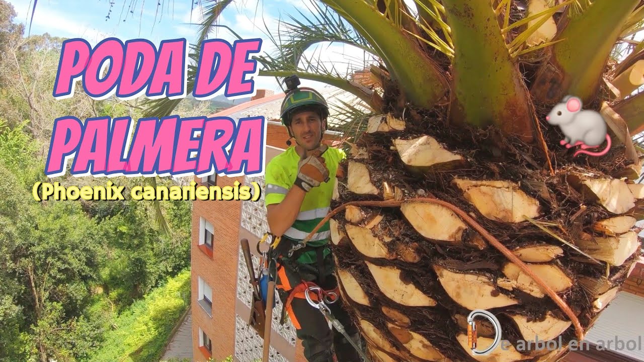 Poda De Palmera 🌴 Phoenix Con Corvellon🔪🪓🗡⚠️100%♻️ Las ratas voladoras🐀🐁