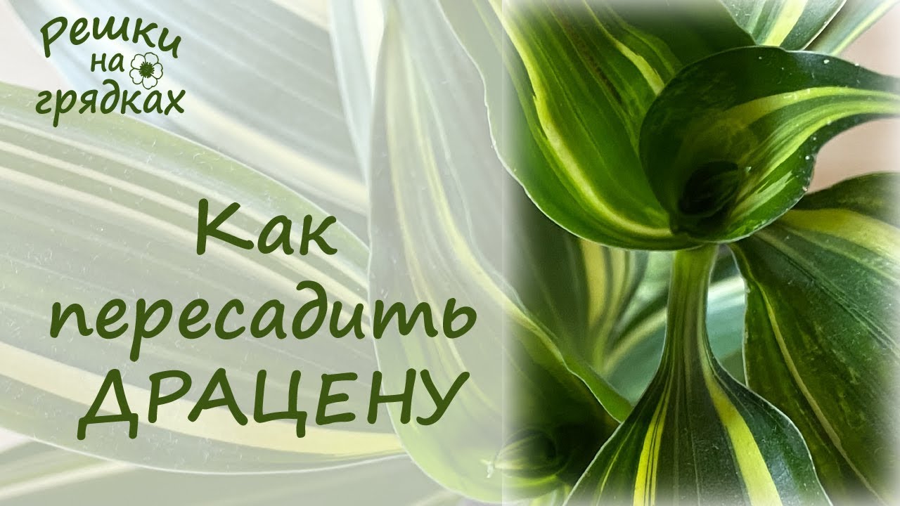Драцена пересадка | Уход после пересадки
