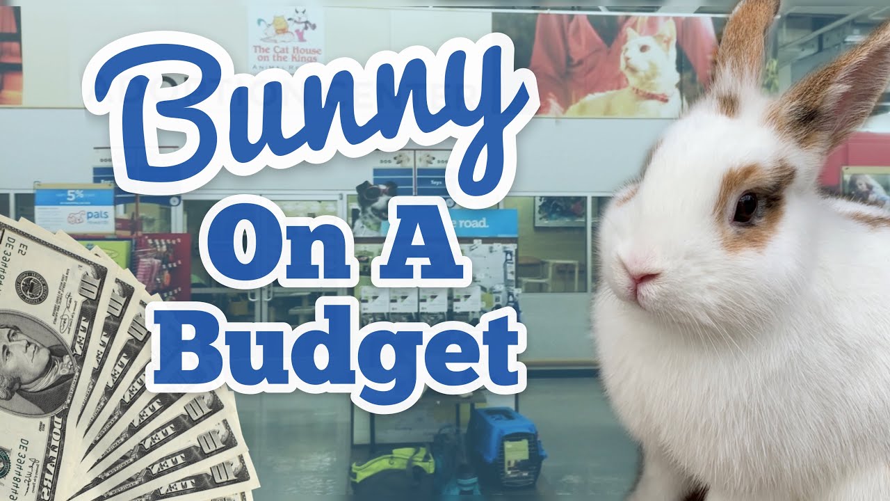 How To Save Money When Shopping For Your Bunny!