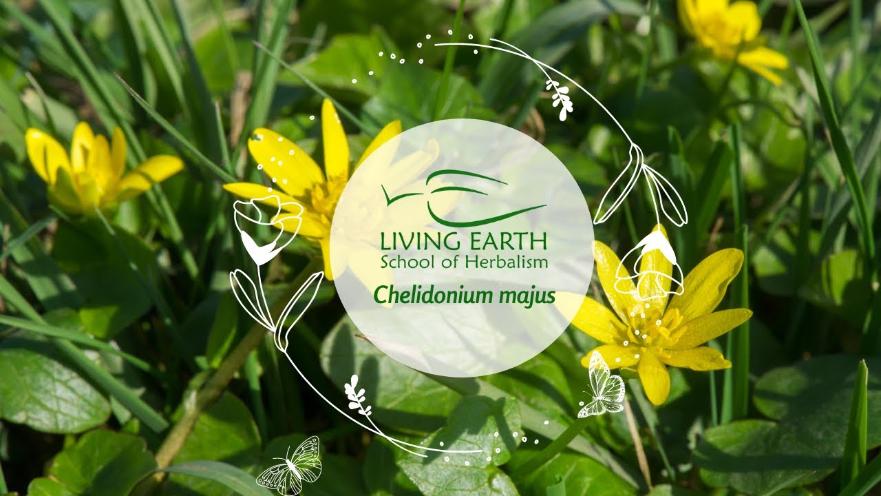 Medicinal Properties of Celandine Herb (Chelidonium majus)~ Michael Vertolli