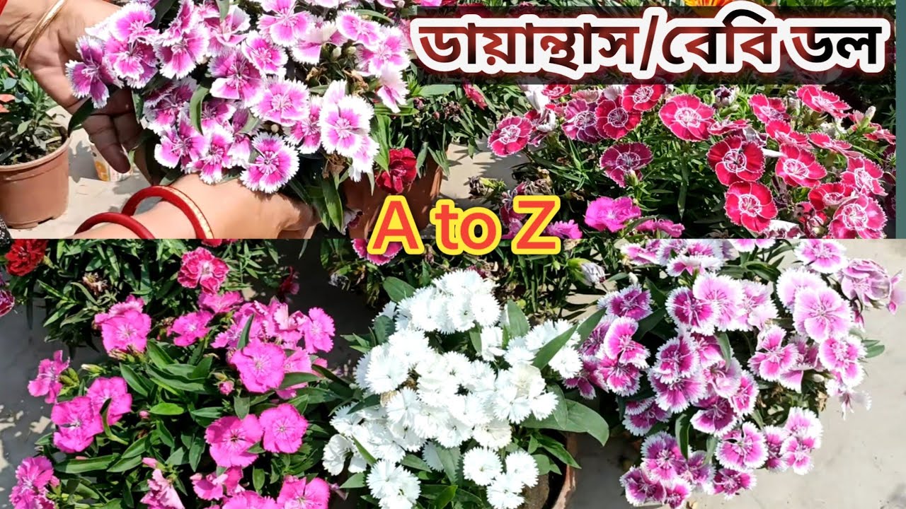 ডায়ান্থাস সম্পূর্ণ পরিচর্যা ও সারা বছর বাঁচিয়ে রাখার টিপস।