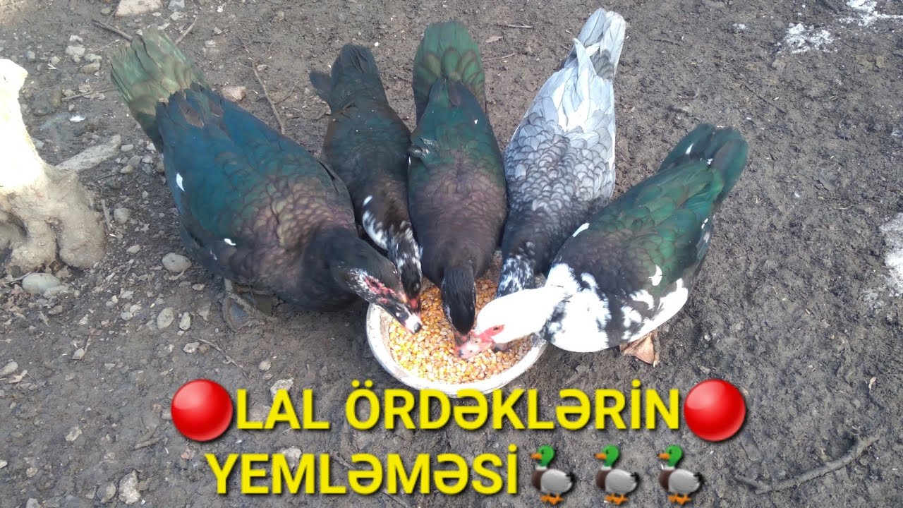 🔴LAL ÖRDƏKLƏRİN 🔴YEMLƏMƏSİ🦆❤️👍👍❤️❤️❤️