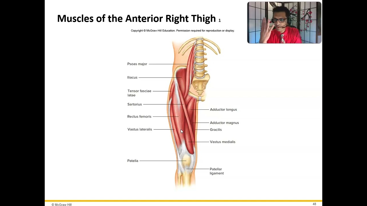 Ch8 Muscular System Abs and Legs
