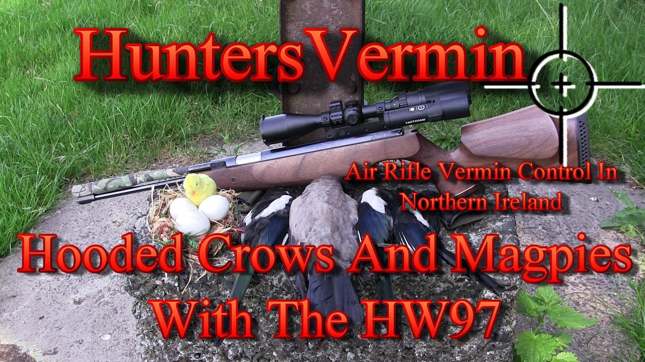 Air Rifle Hunting, Hooded Crows And Magpies With The HW97