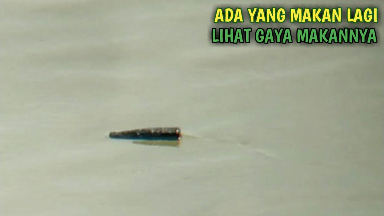 Menemukan Tambak Jebol Yang Banyak Aktivitas Ikan Belanaknya