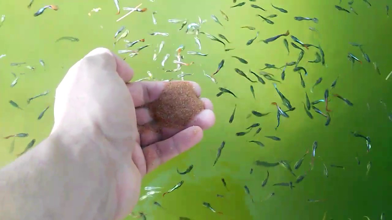 DOĞADA LEPİSTES BALIĞI ÜRETİMİ