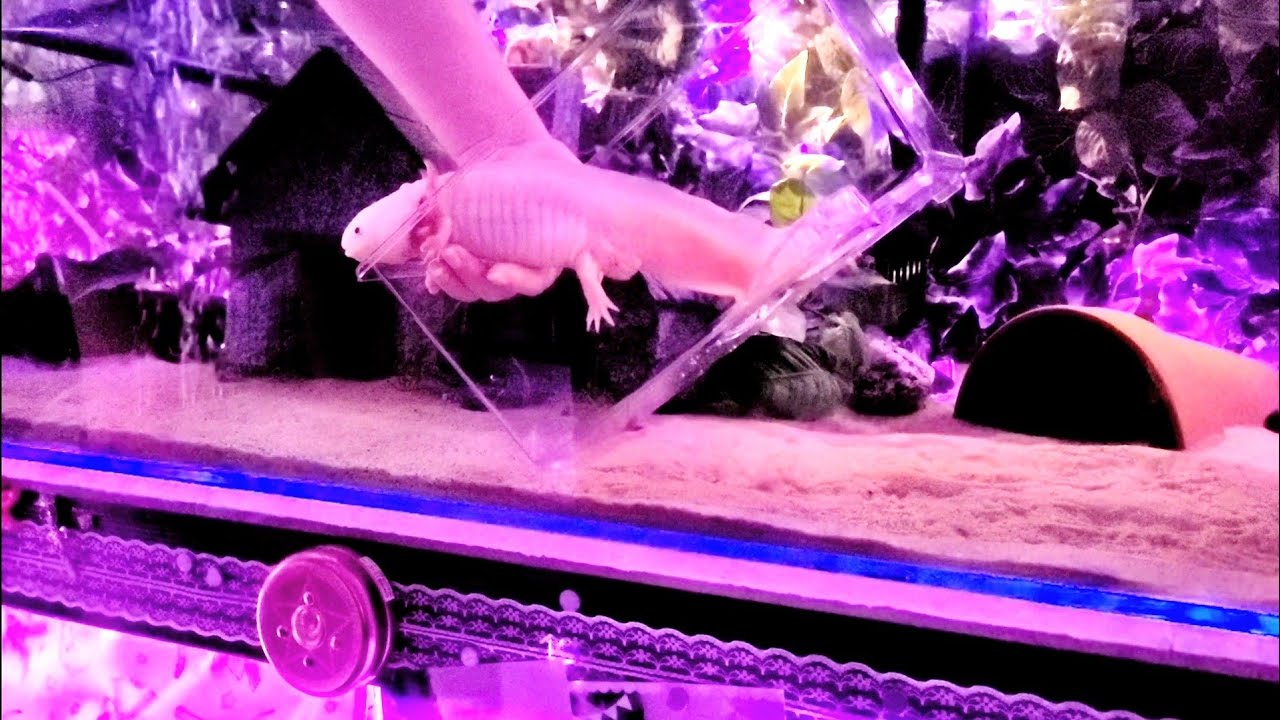 Axolotl taken to the vet during a live stream. What happened?