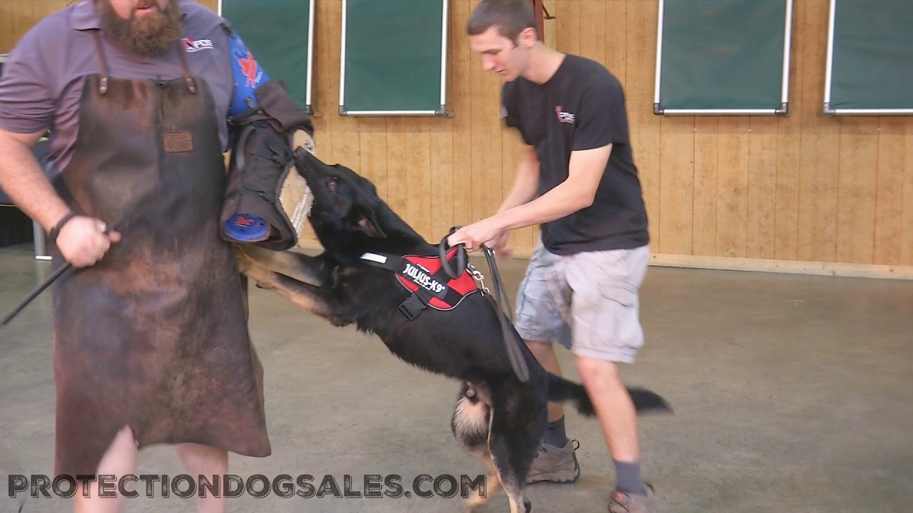 Julius K9 Gear Put 2 Test With Powerful Protection Dog 