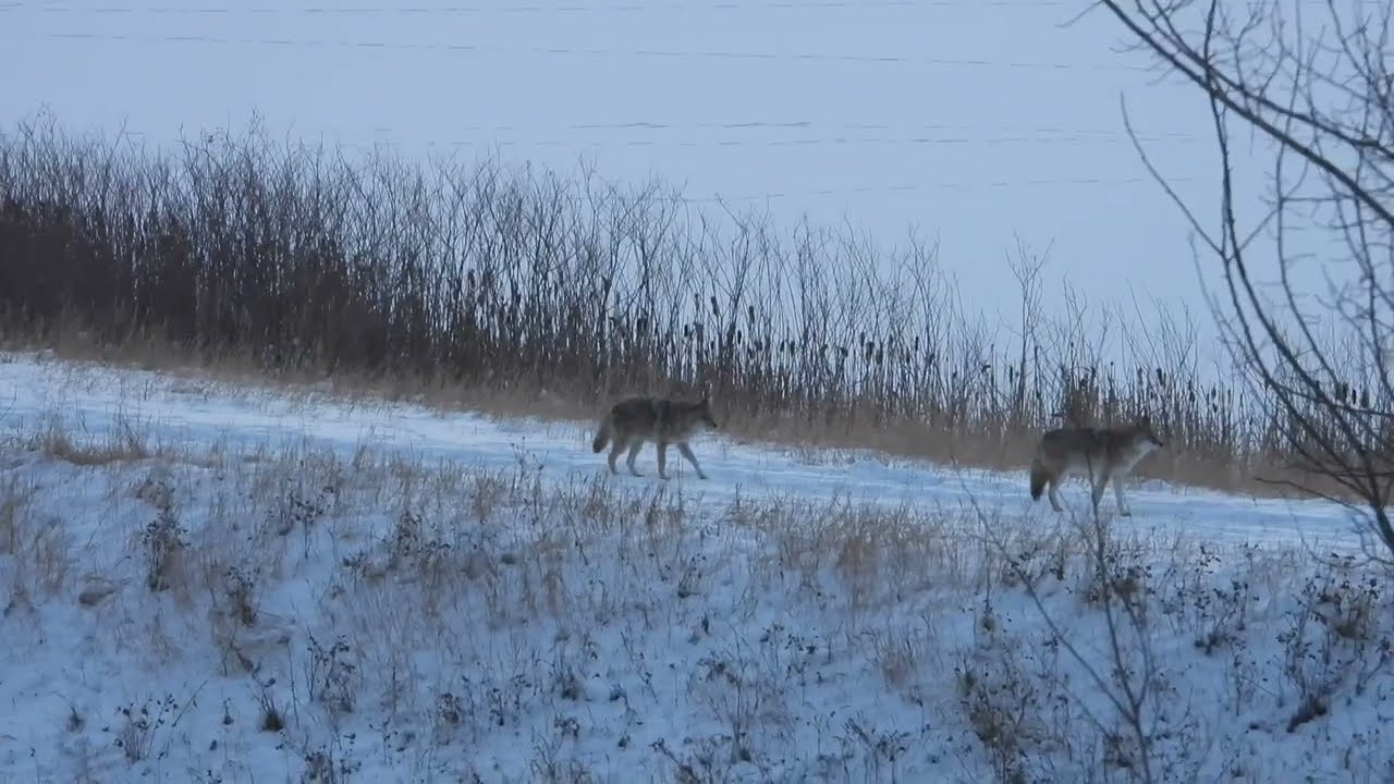 Coyotes Hunting, Magpies Waiting for Chances (2025 February 8)