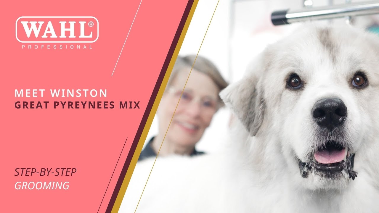 Groomer's Breakdown: How to Safely and Efficiently Groom a Great Pyrenees Mix